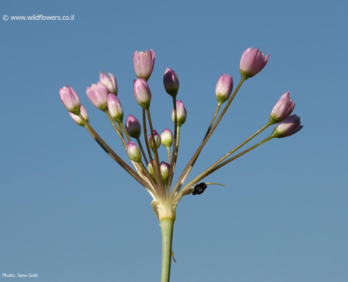 Allium akriense 